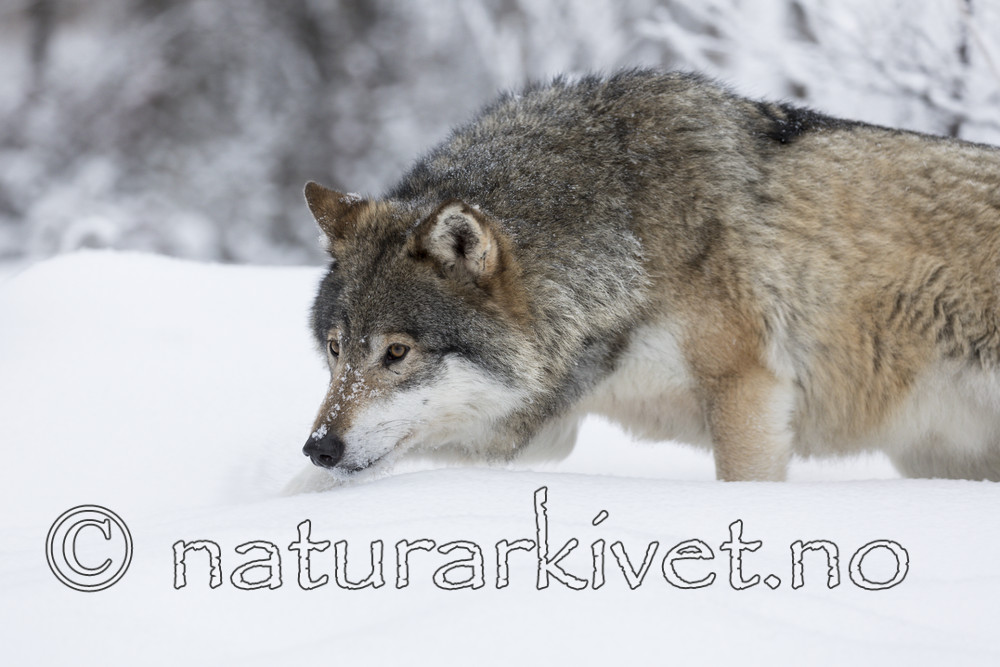 KA_171230_74 / Canis lupus / Ulv