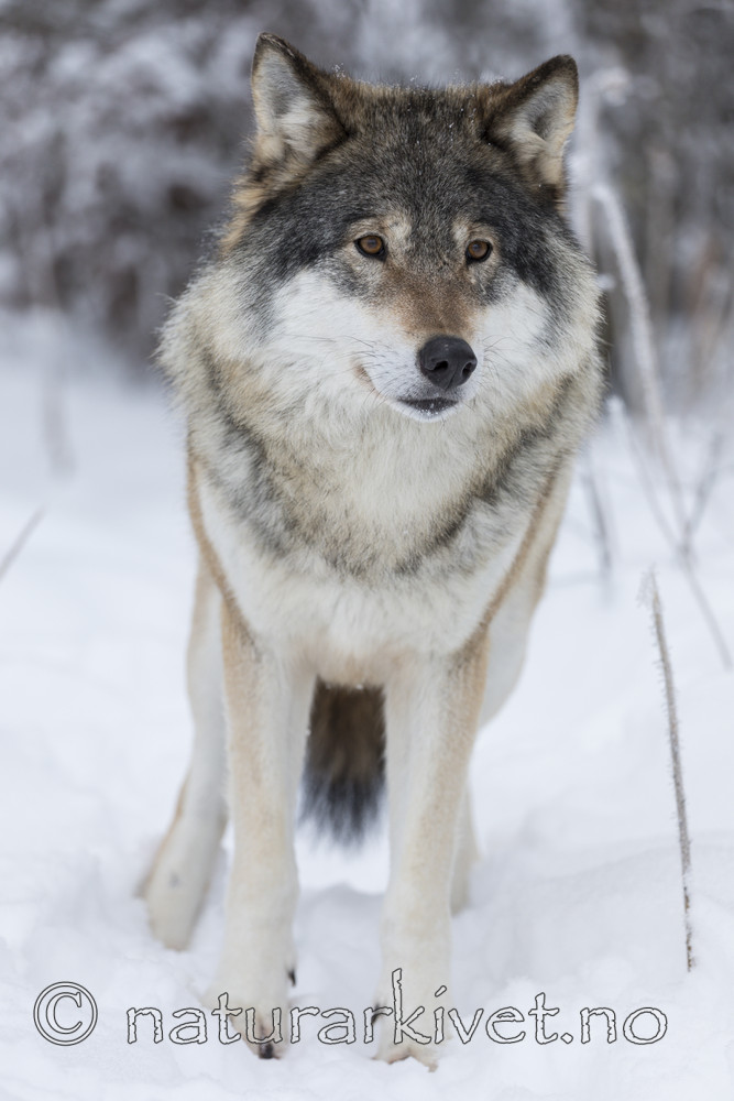 KA_171230_8 / Canis lupus / Ulv