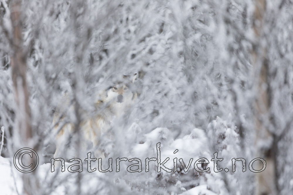 KA_171230_85 / Canis lupus / Ulv