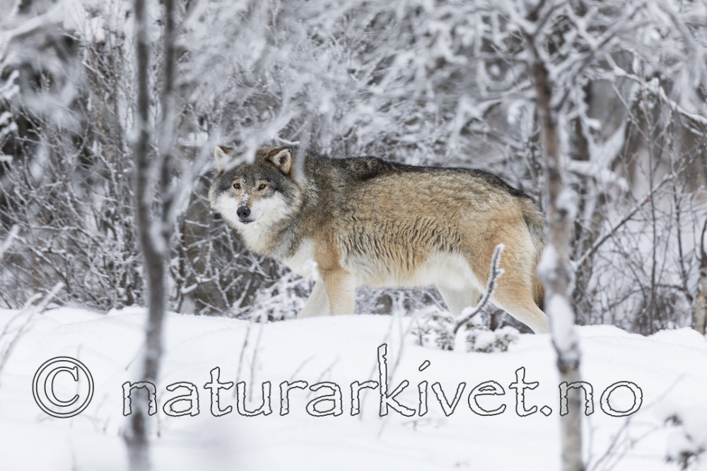 KA_171230_86 / Canis lupus / Ulv