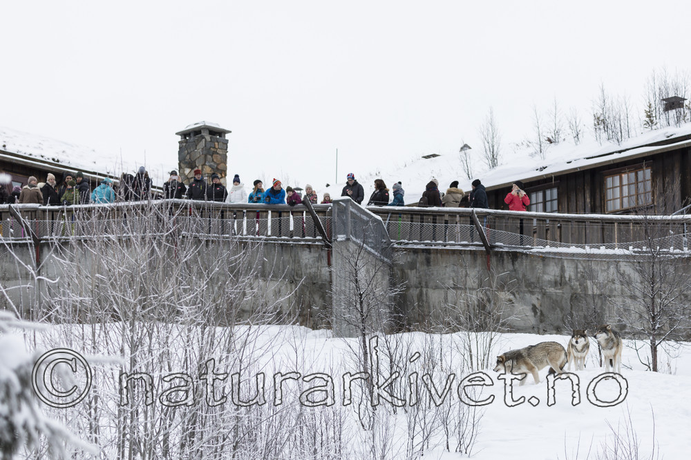 KA_171230_90 / Canis lupus / Ulv