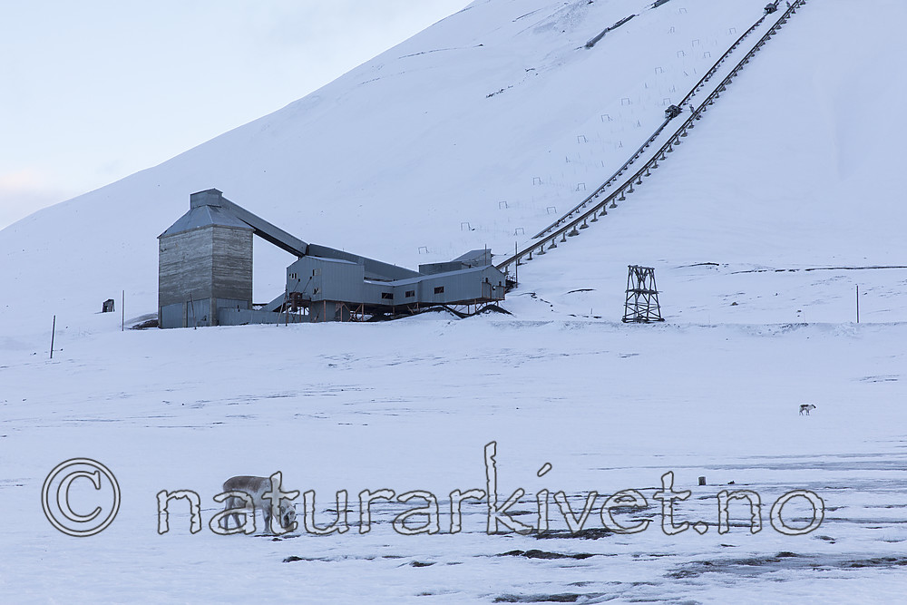 KA_180302_117 / Rangifer tarandus platyrhynchus / Svalbardrein