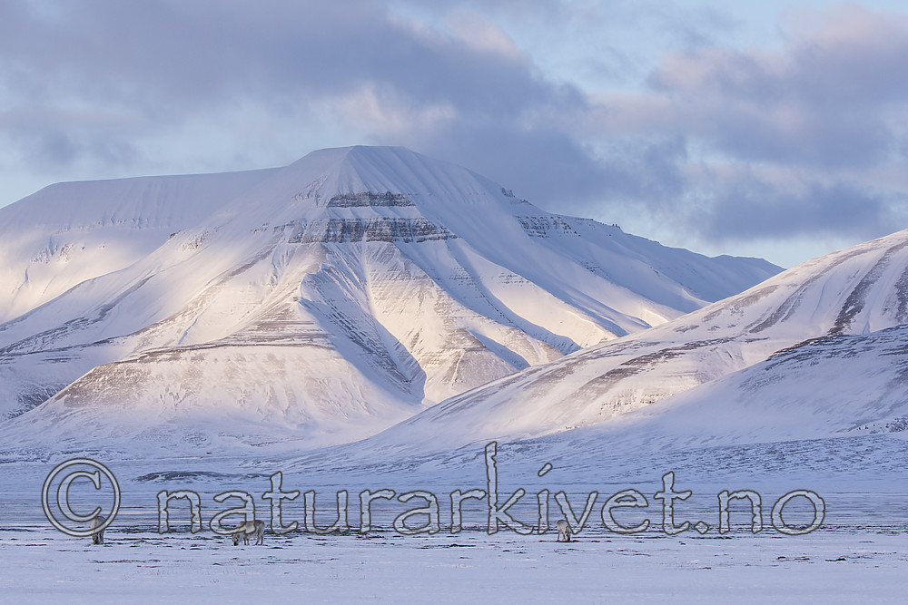 KA_180302_75 / Rangifer tarandus platyrhynchus / Svalbardrein