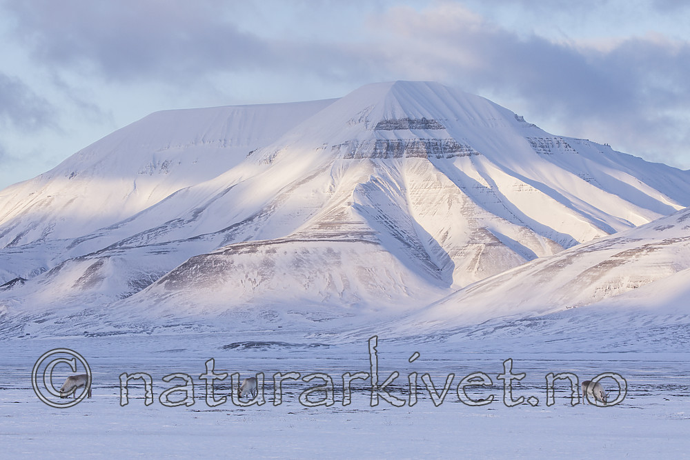 KA_180302_88 / Rangifer tarandus platyrhynchus / Svalbardrein