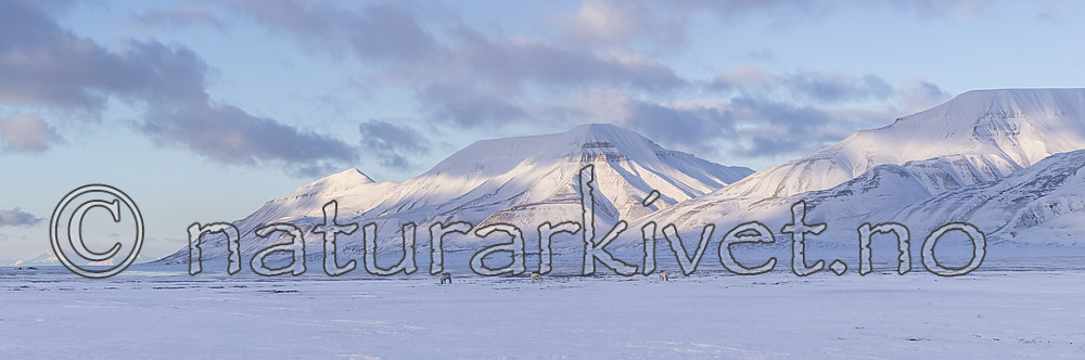 KA_180302_p77-87 / Rangifer tarandus platyrhynchus / Svalbardrein