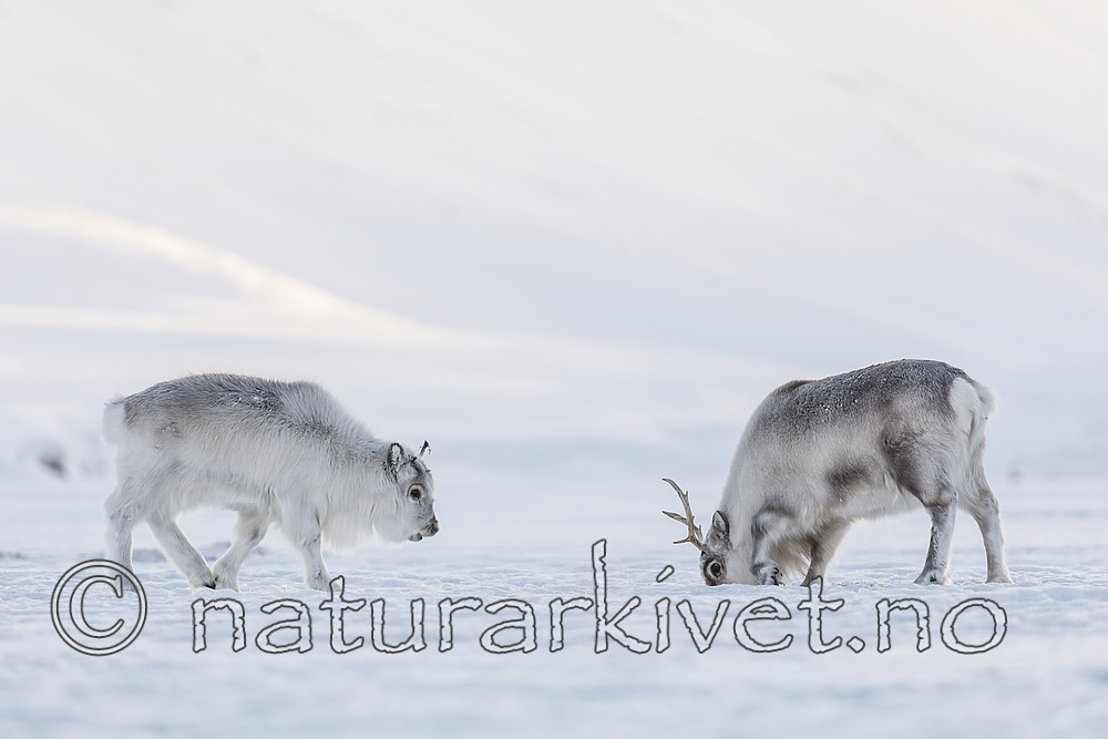 KA_180304_10 / Rangifer tarandus platyrhynchus / Svalbardrein