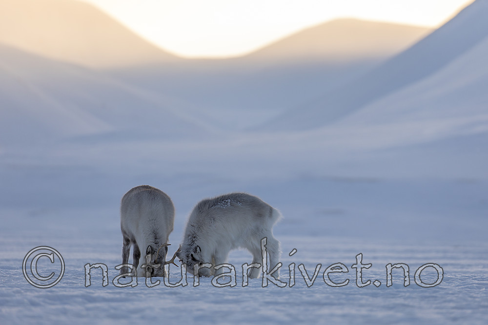 KA_180304_12 / Rangifer tarandus platyrhynchus / Svalbardrein