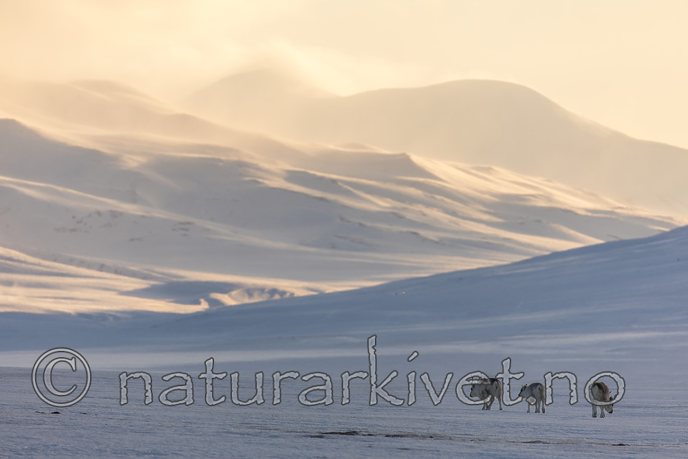 KA_180304_137 / Rangifer tarandus platyrhynchus / Svalbardrein