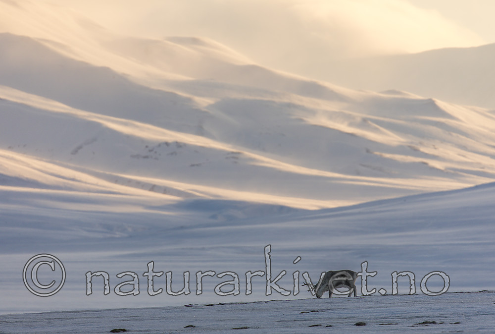KA_180304_140 / Rangifer tarandus platyrhynchus / Svalbardrein