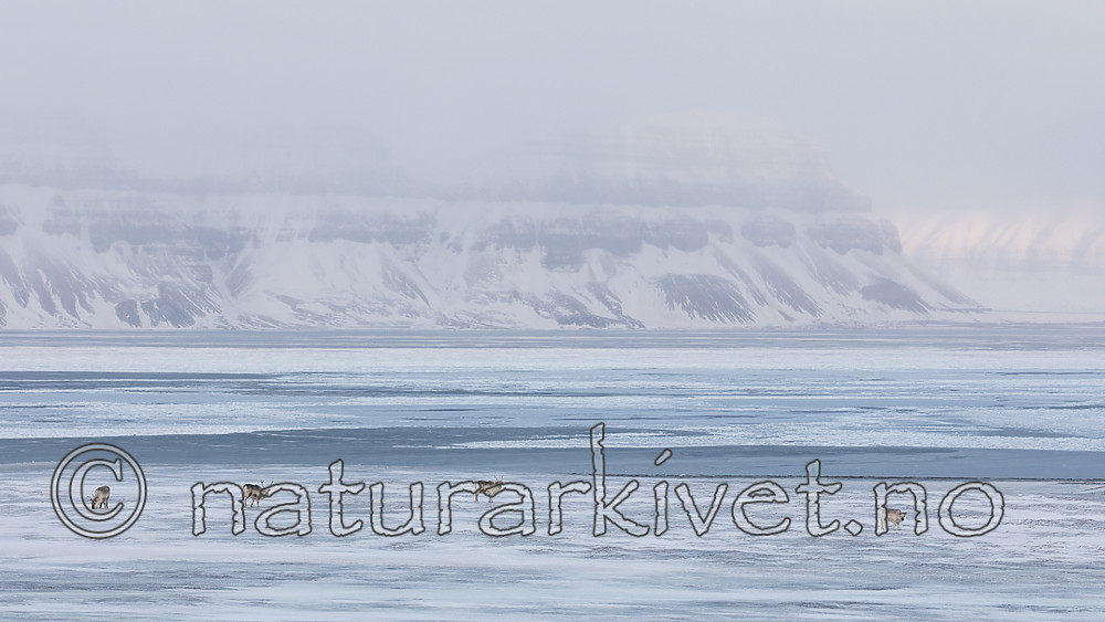 KA_180304_194 / Rangifer tarandus platyrhynchus / Svalbardrein