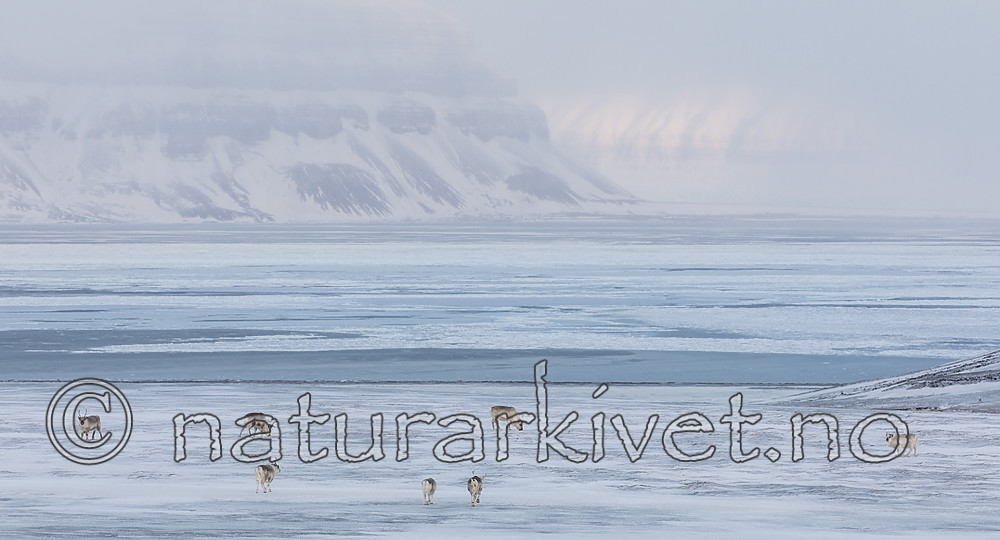 KA_180304_196 / Rangifer tarandus platyrhynchus / Svalbardrein