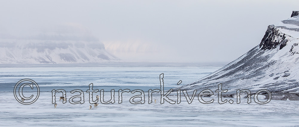 KA_180304_198 / Rangifer tarandus platyrhynchus / Svalbardrein