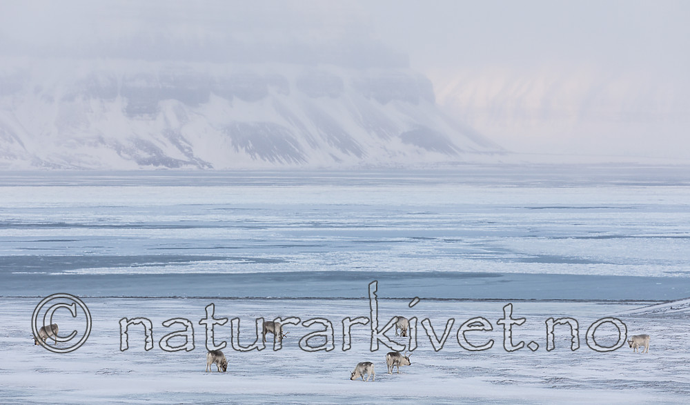 KA_180304_199 / Rangifer tarandus platyrhynchus / Svalbardrein