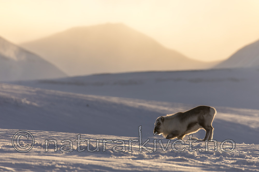 KA_180304_22 / Rangifer tarandus platyrhynchus / Svalbardrein
