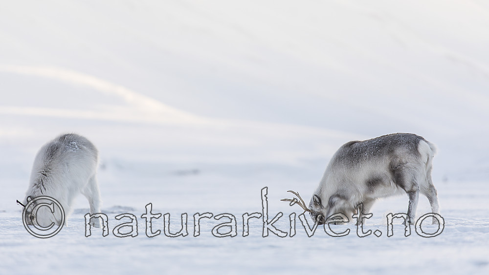 KA_180304_7 / Rangifer tarandus platyrhynchus / Svalbardrein