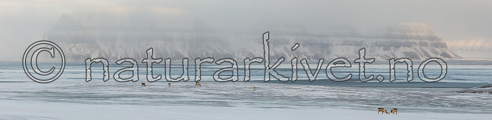 KA_180304_p186-189 / Rangifer tarandus platyrhynchus / Svalbardrein