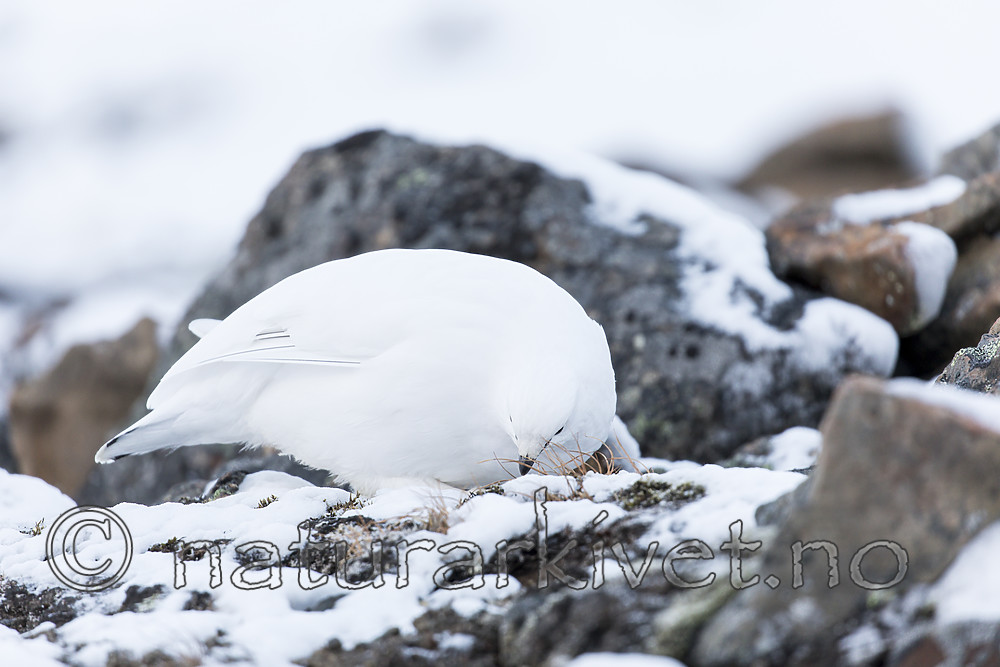 KA_180305_101 / Lagopus muta hyperborea / Svalbardrype