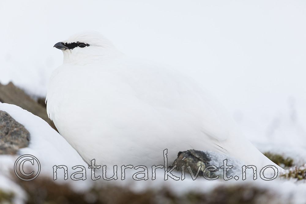 KA_180305_116 / Lagopus muta hyperborea / Svalbardrype