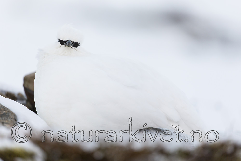 KA_180305_117 / Lagopus muta hyperborea / Svalbardrype