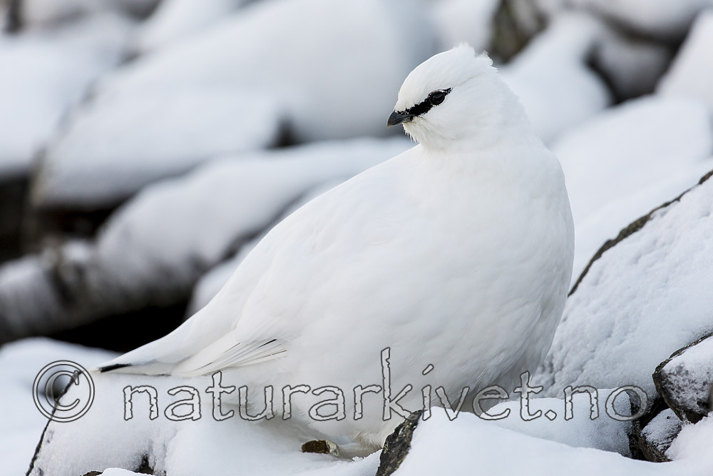 KA_180305_156 / Lagopus muta hyperborea / Svalbardrype