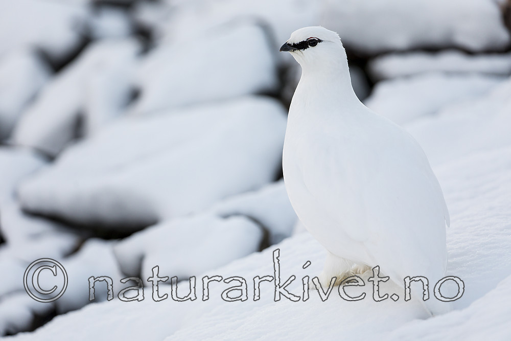 KA_180305_158 / Lagopus muta hyperborea / Svalbardrype