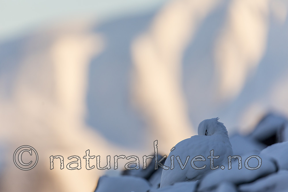 KA_180305_178 / Lagopus muta hyperborea / Svalbardrype