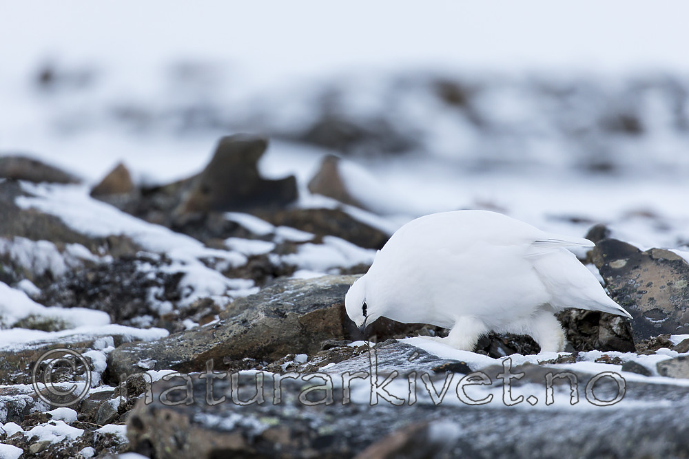 KA_180305_98 / Lagopus muta hyperborea / Svalbardrype