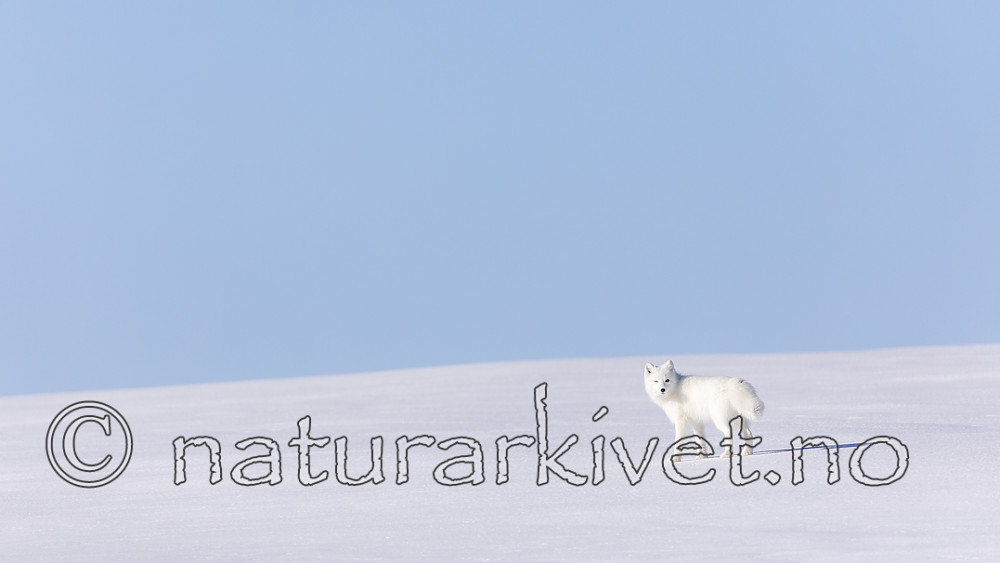KA_180412_392 / Vulpes lagopus / Fjellrev