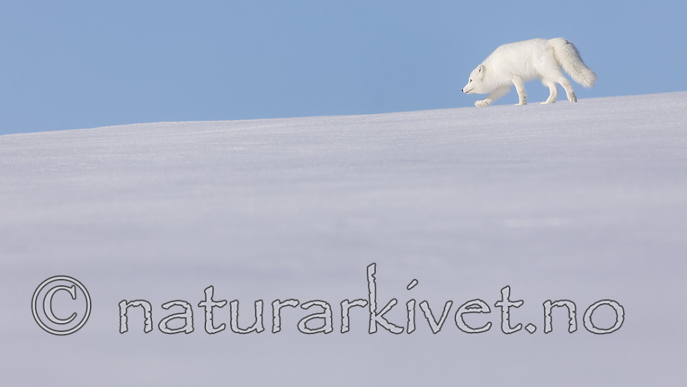 KA_180412_415 / Vulpes lagopus / Fjellrev