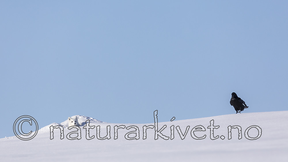 KA_180412_438 / Corvus corax / Ravn <br /> Vulpes lagopus / Fjellrev