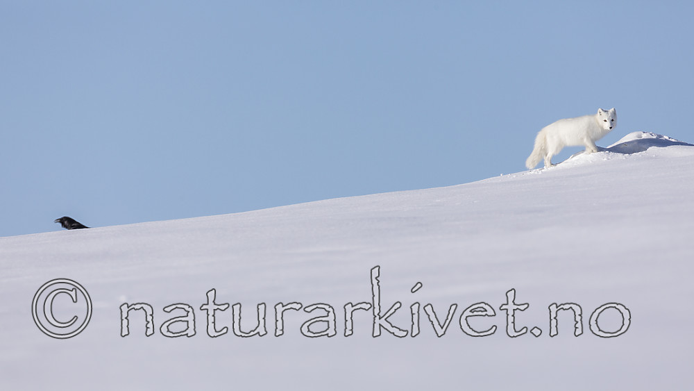 KA_180412_457 / Corvus corax / Ravn <br /> Vulpes lagopus / Fjellrev