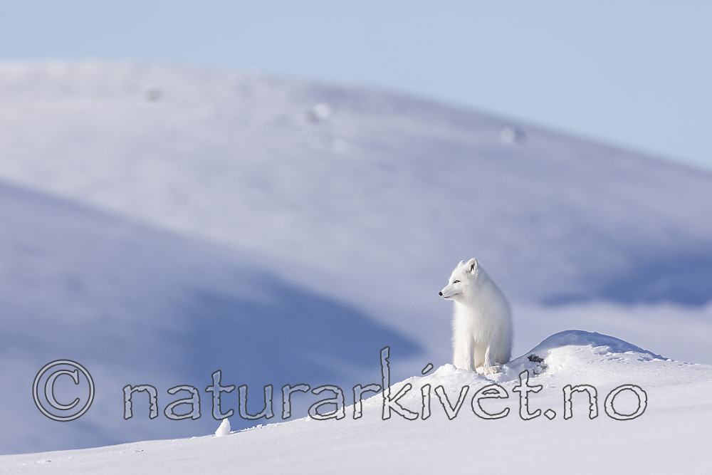 KA_180412_499 / Vulpes lagopus / Fjellrev