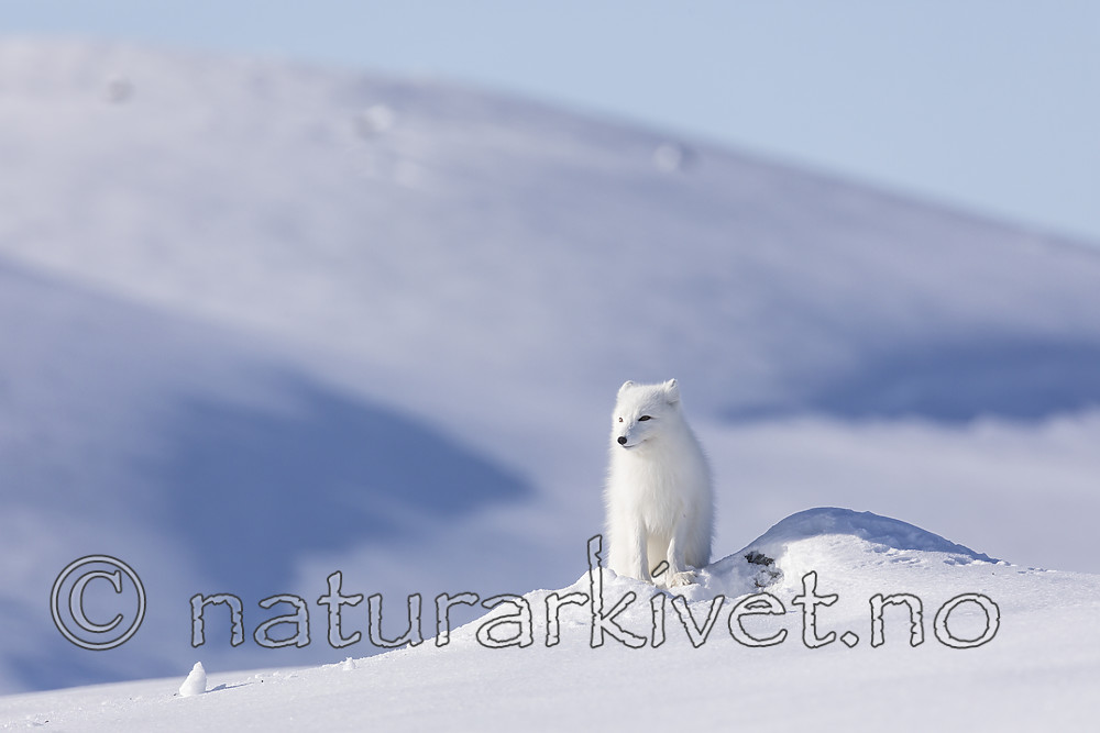 KA_180412_503 / Vulpes lagopus / Fjellrev