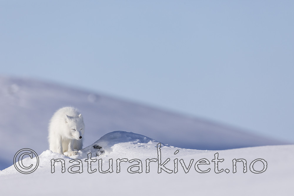 KA_180412_521 / Vulpes lagopus / Fjellrev