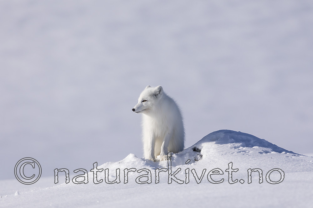 KA_180412_526 / Vulpes lagopus / Fjellrev