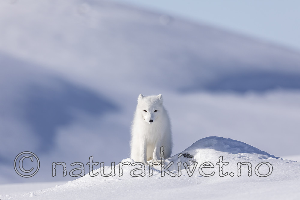 KA_180412_536 / Vulpes lagopus / Fjellrev