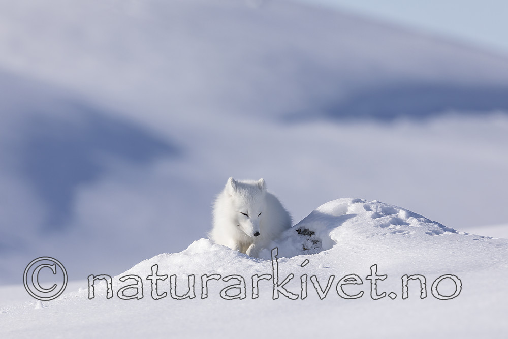 KA_180412_546 / Vulpes lagopus / Fjellrev