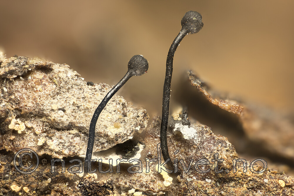 KA_180427_flexuosa / Stenocybe flexuosa
