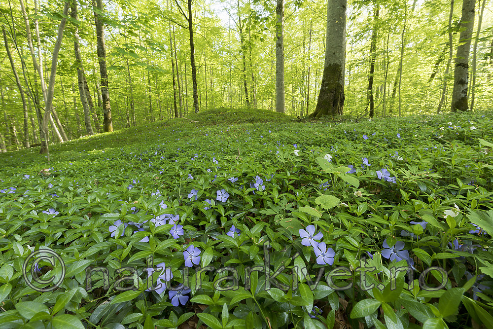 KA_180520_1 / Vinca minor / Gravmyrt