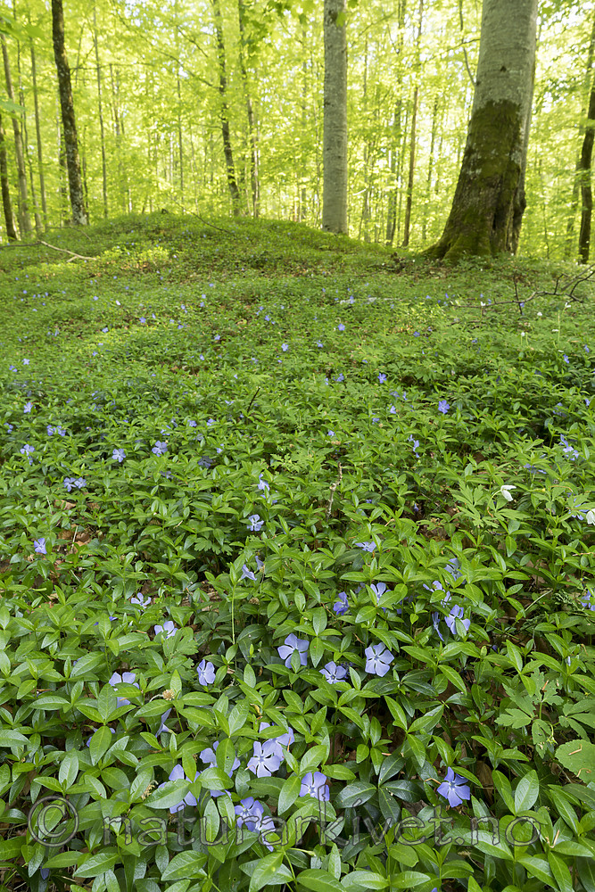 KA_180520_3 / Vinca minor / Gravmyrt