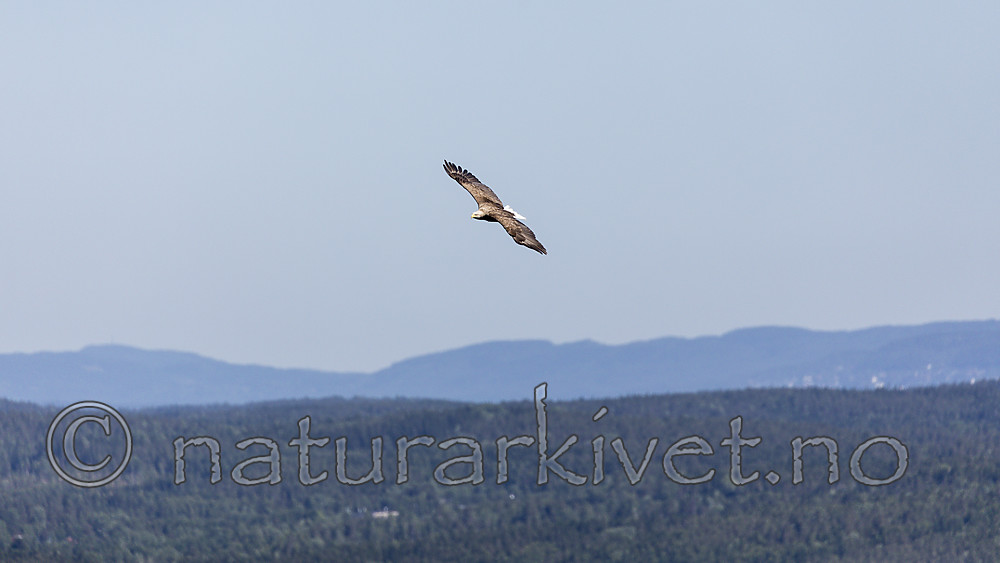 KA_180608_16 / Haliaeetus albicilla / Havørn
