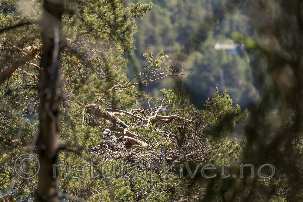 KA_180608_22 / Haliaeetus albicilla / Havørn