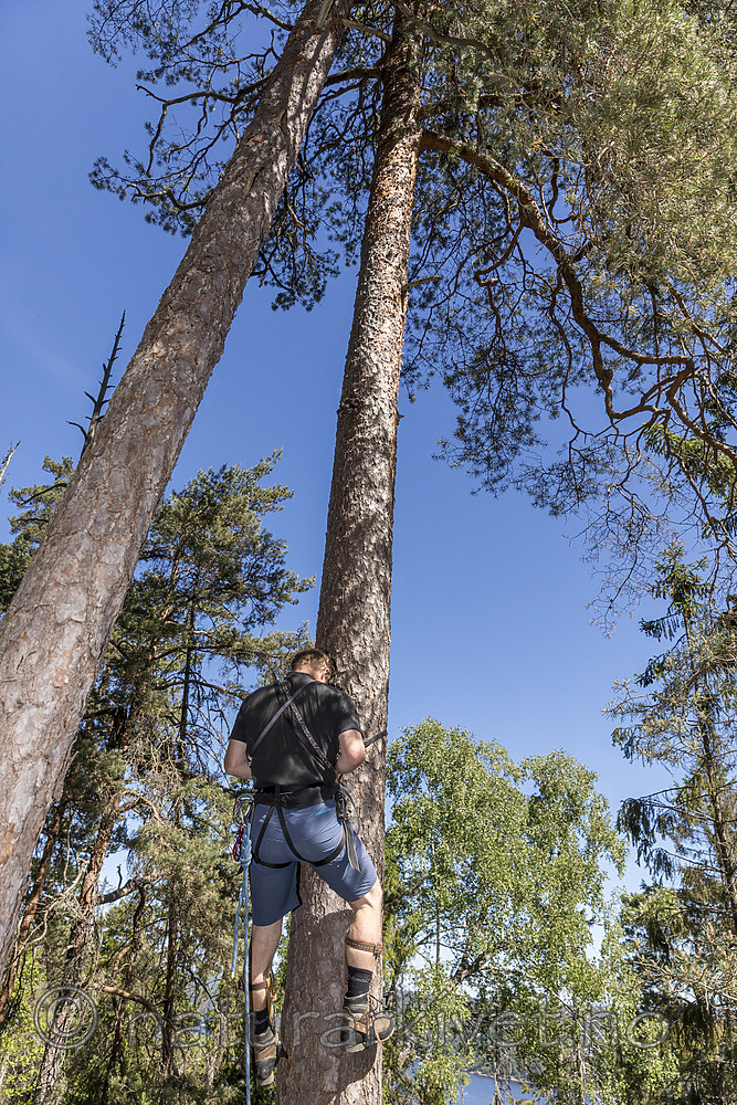 KA_180608_28 / Haliaeetus albicilla / Havørn