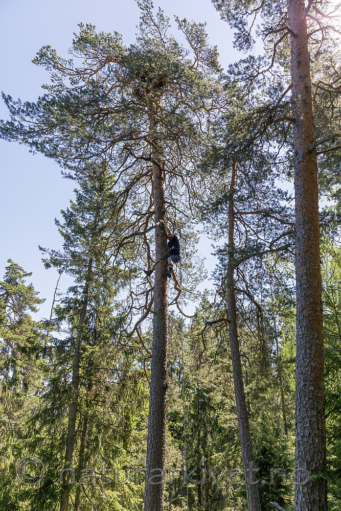 KA_180608_35 / Haliaeetus albicilla / Havørn