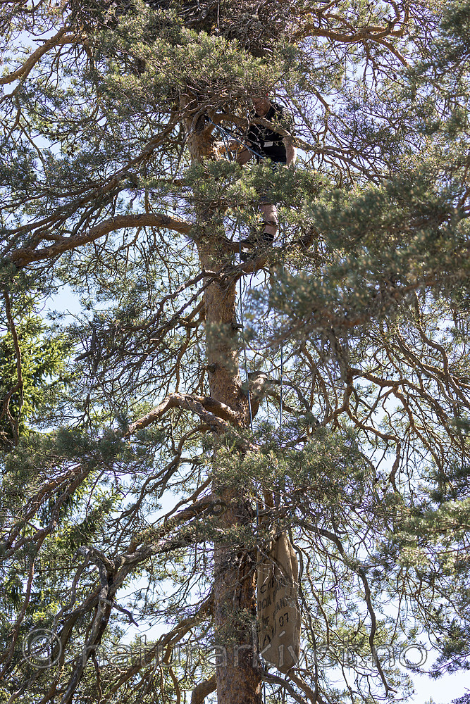 KA_180608_51 / Haliaeetus albicilla / Havørn