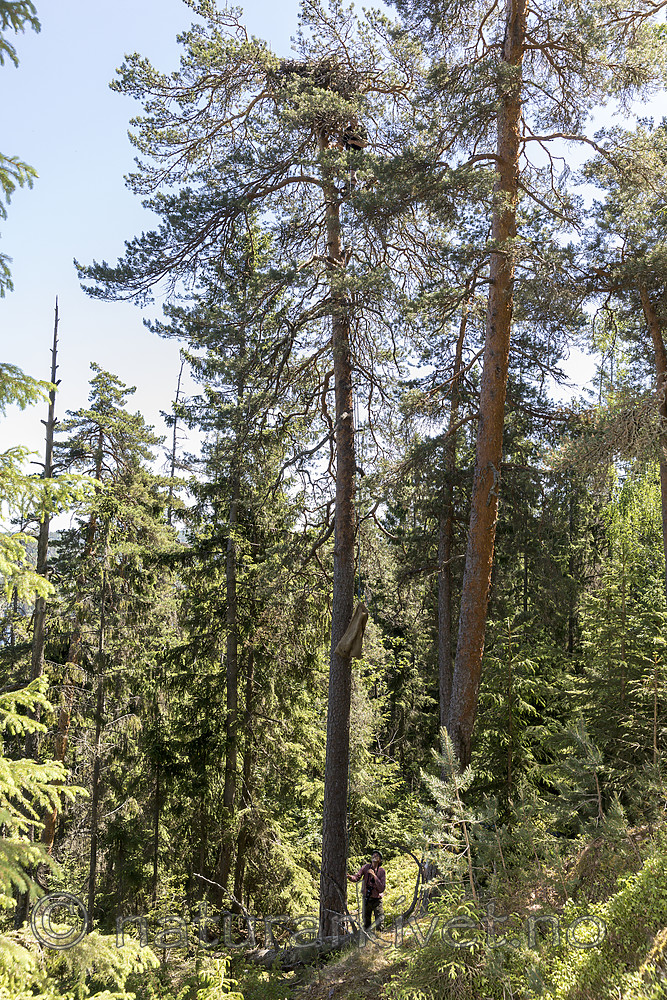 KA_180608_52 / Haliaeetus albicilla / Havørn