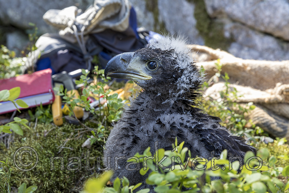 KA_180608_71 / Haliaeetus albicilla / Havørn