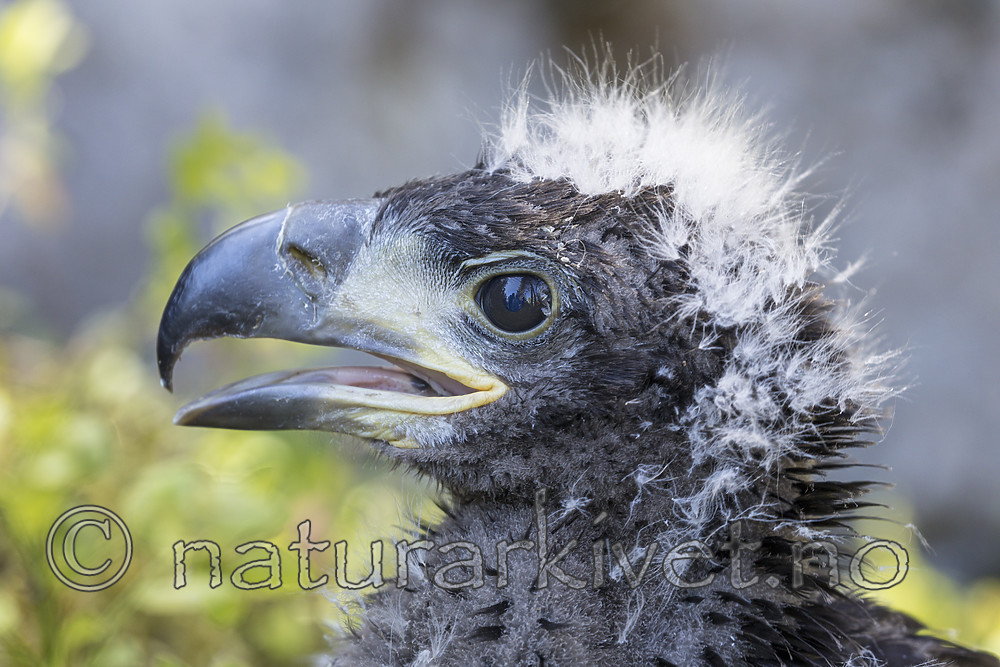 KA_180608_73 / Haliaeetus albicilla / Havørn