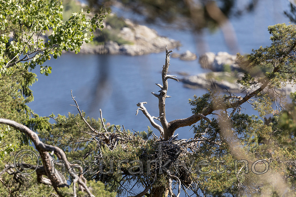 KA_180608_8 / Haliaeetus albicilla / Havørn