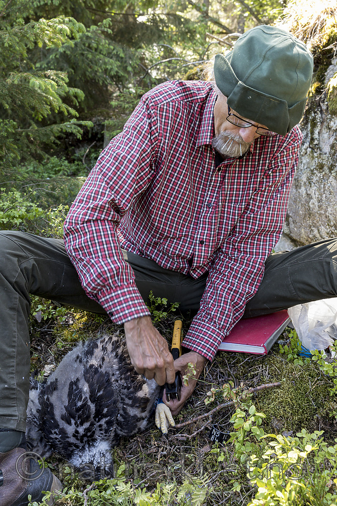 KA_180608_80 / Haliaeetus albicilla / Havørn